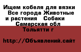 Ищем кобеля для вязки - Все города Животные и растения » Собаки   . Самарская обл.,Тольятти г.